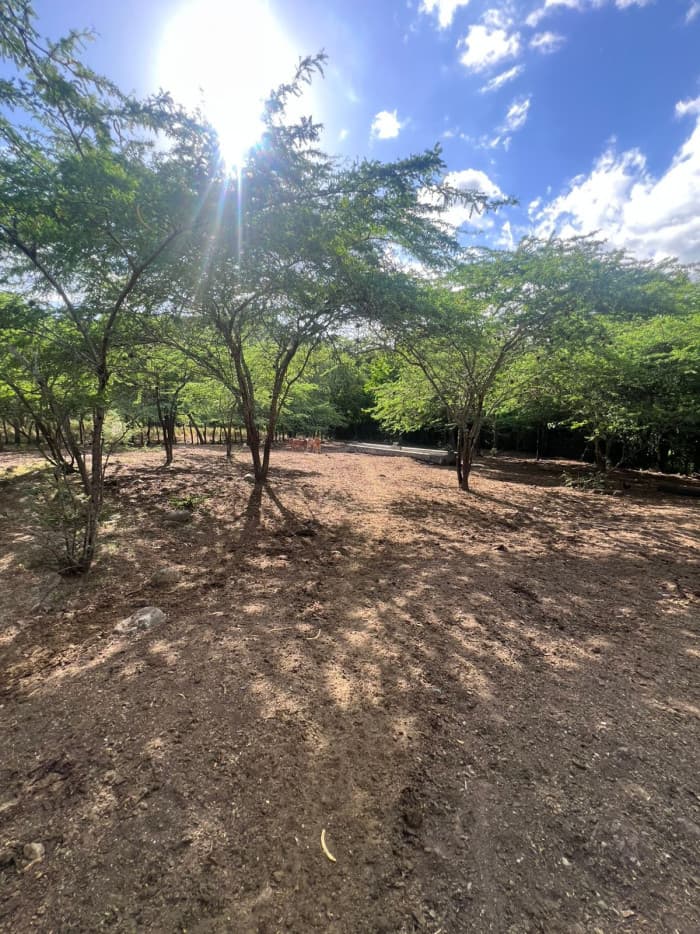 VENTA DE FINCA GANADERA LA CUESTA,LOMA QUEMADA, SAJOMA  - foto 1