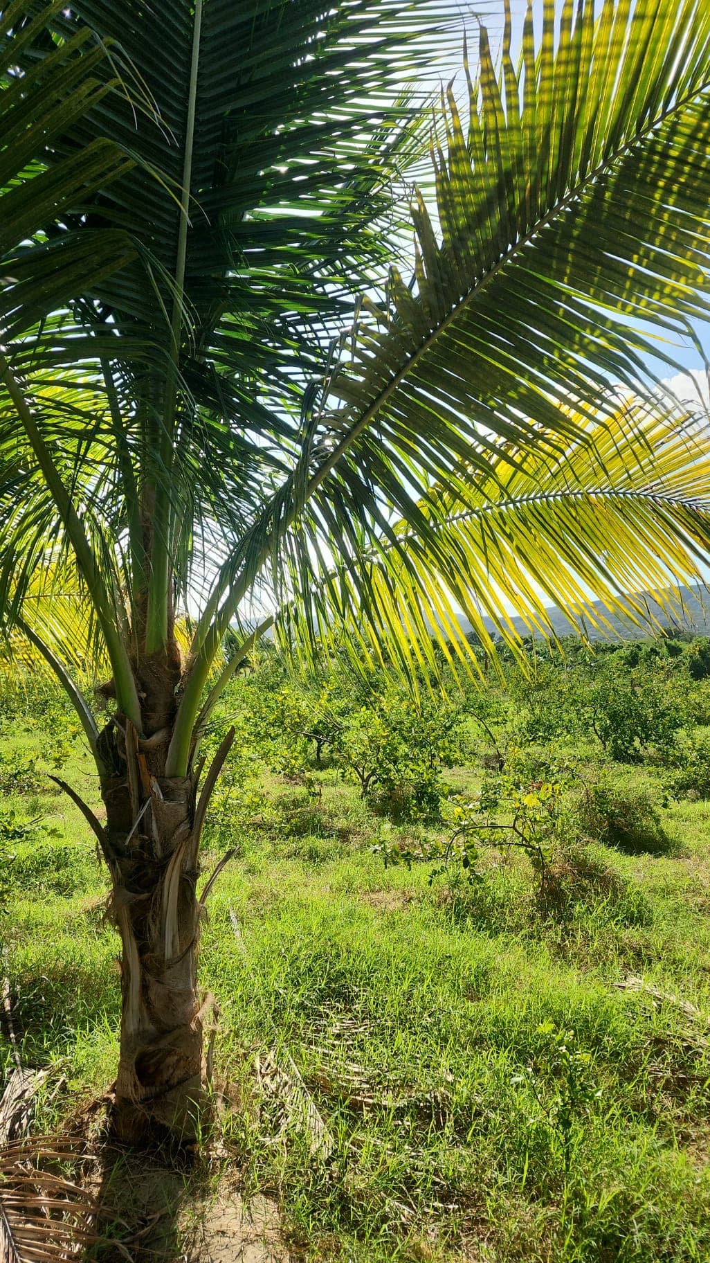 VENTA DE FINCA AGRICOLA Y GANADERA GUATAPANAL  MAO  - foto 1