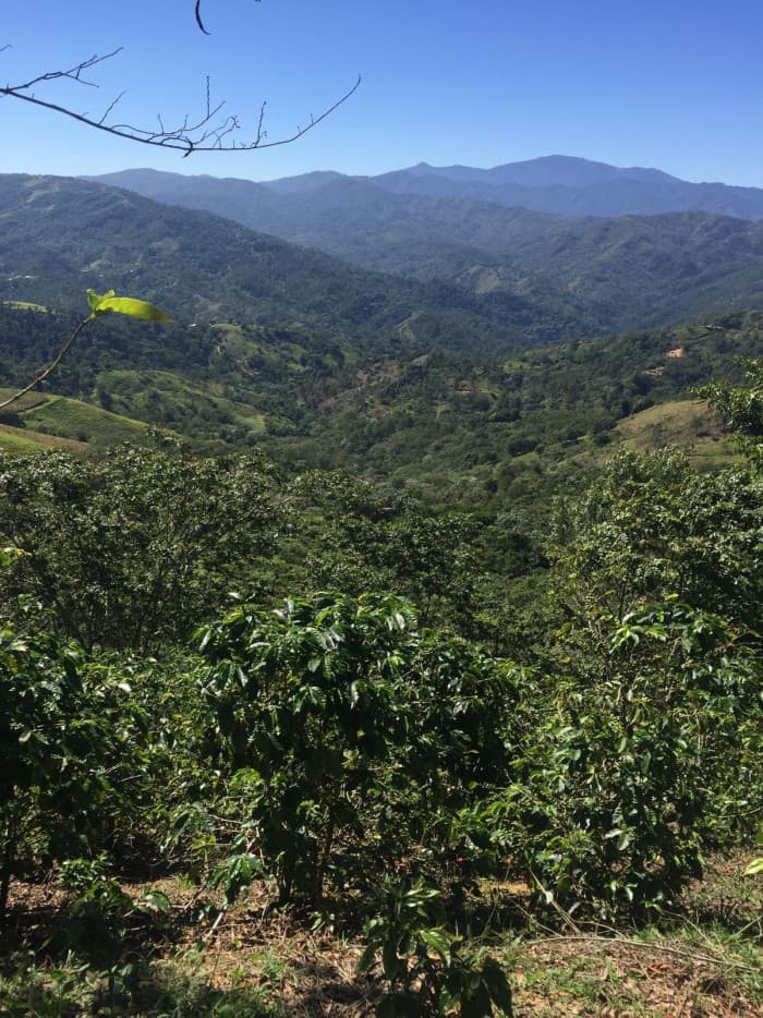 VENTA DE  FINCA PARA SIEMBRA  LA ISABELA LUPERON  - foto 1