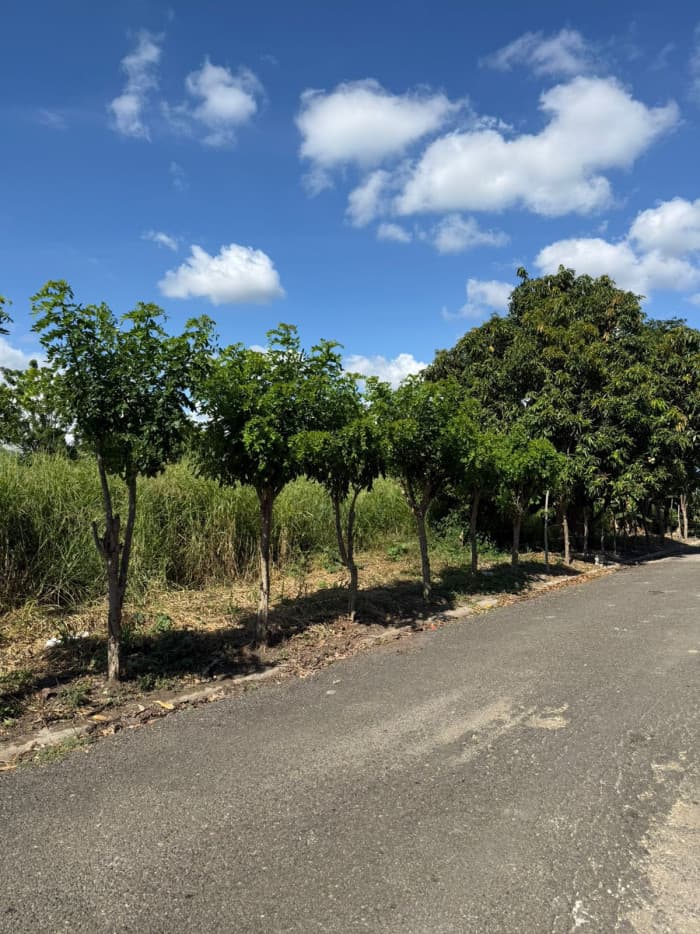 VENTA SOLAR ZONA RESIDENCIAL  EN LOS LLANOS DE GURABO - foto 2
