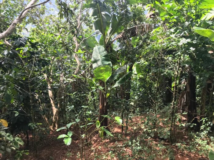 VENTA DE TERRENO AGRICOLA EN LOS RANCHITOS , OCOA  - foto 3