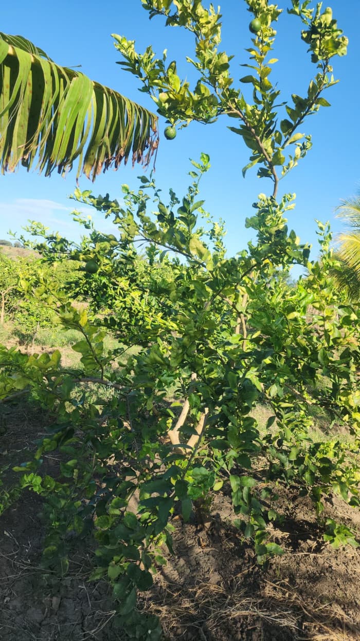 VENTA DE FINCA AGRICOLA Y GANADERA GUATAPANAL  MAO  - foto 4