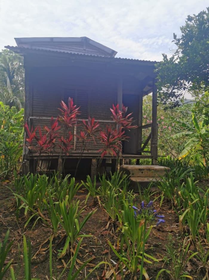  VENTA DE  FINCA PARA SIEMBRA  LA ISABELA LUPERON  - foto 2