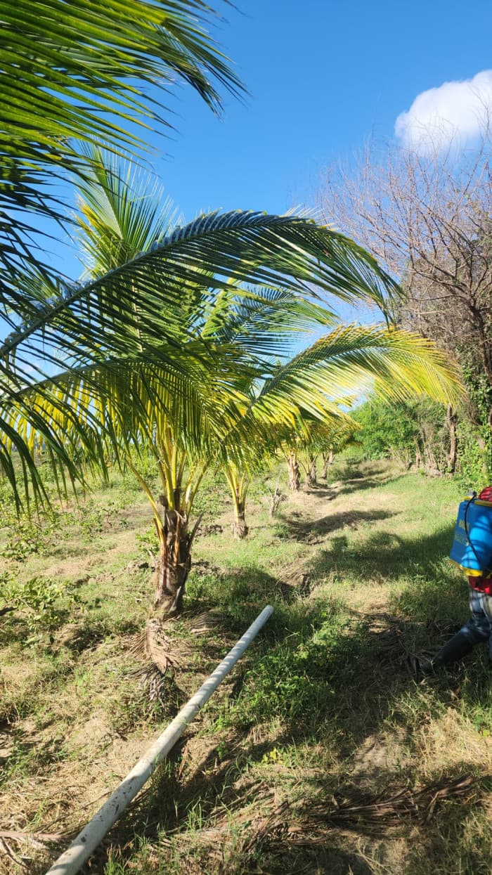 VENTA DE FINCA AGRICOLA Y GANADERA GUATAPANAL  MAO  - foto 3